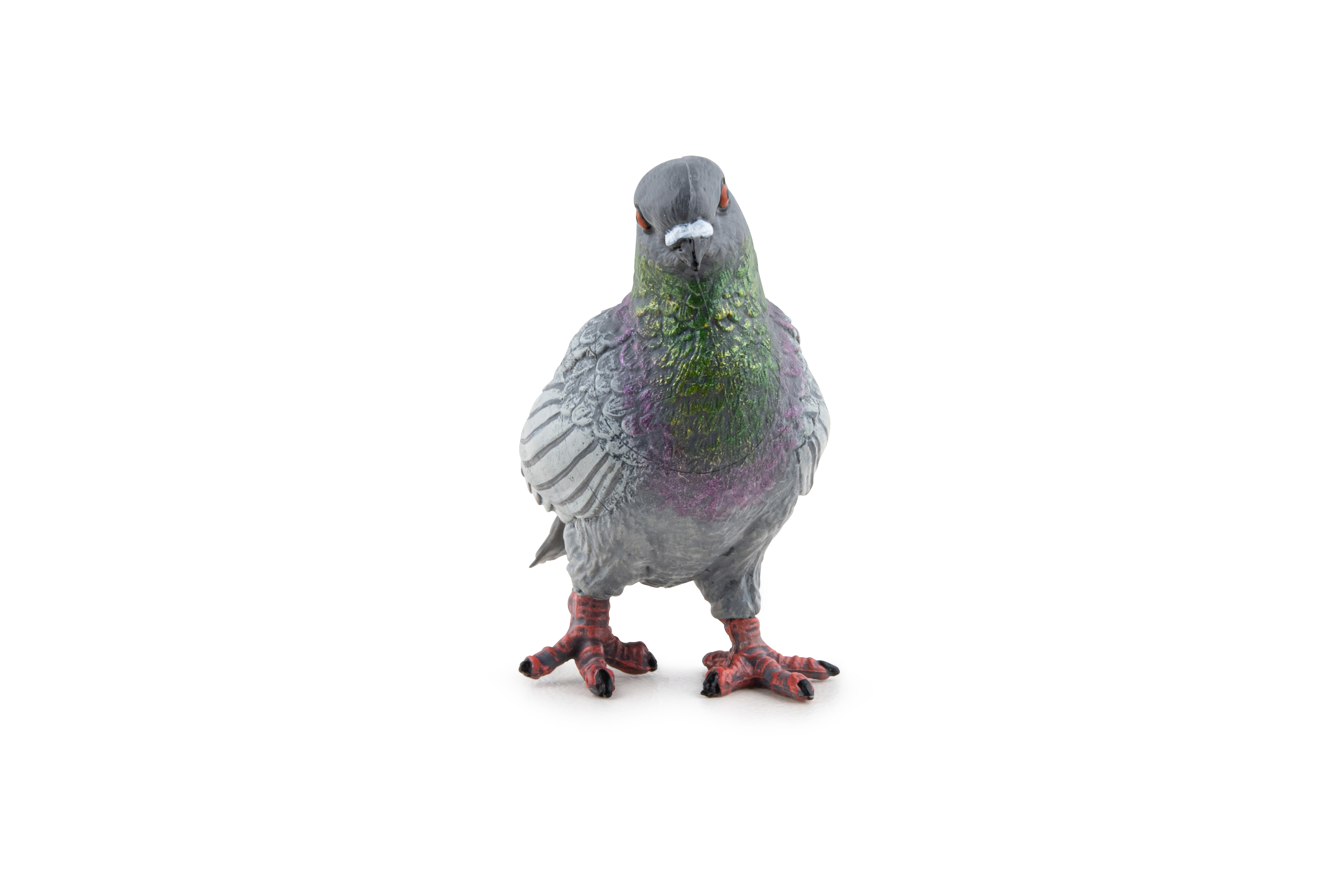 Piegon