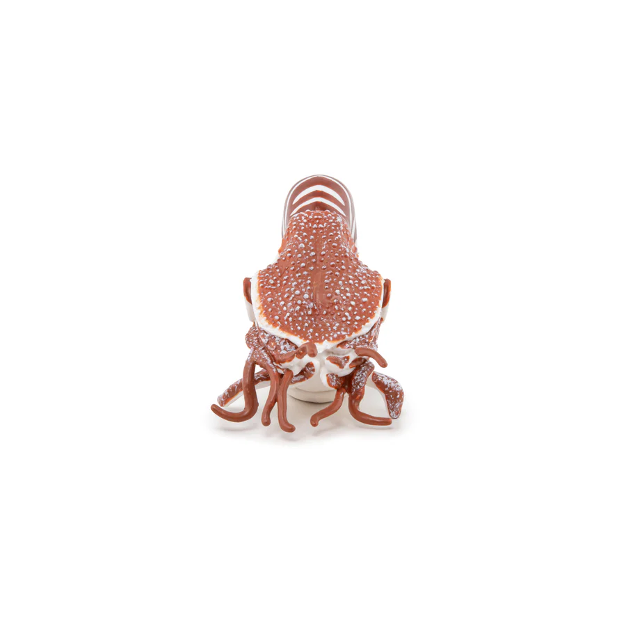 Nautilus
