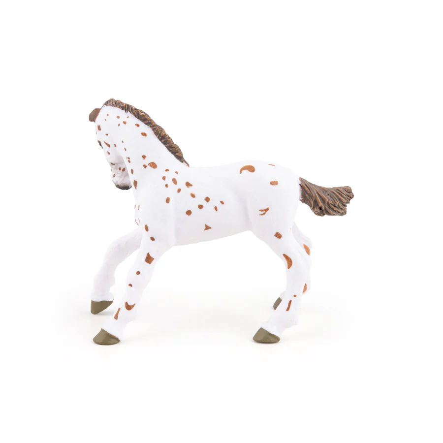 APALOOSA MLÁDĚ
