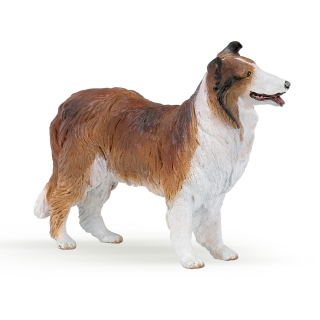 KOLIE LASSIE