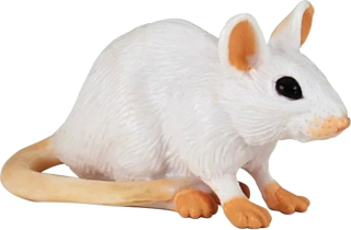 MYŠ BÍLÁ